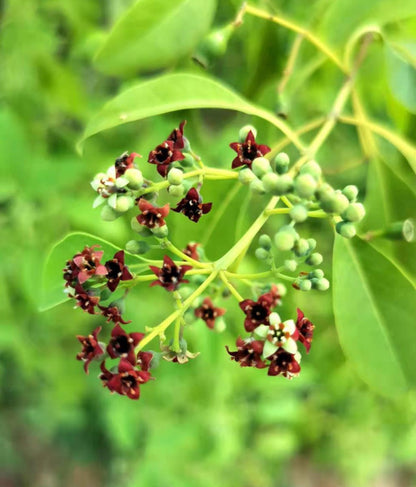 Semi di arbusto di Santalum Album