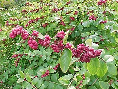 Coralberry Shrub Flower Seeds – Pink Indian Currant (Symphoricarpos orbiculatus)