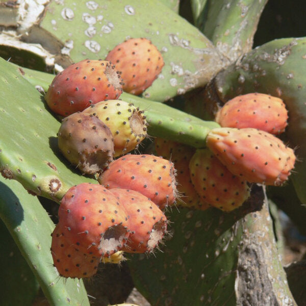 Orange Prickly Pear Cactus (Nopal, Indian Fig) Opuntia ficus-indica Fruit & Flower Seeds