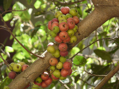 Cluster Fig (Ficus Racemosa) Red River Indian Guilar Tree Houseplant Seeds