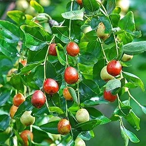 Indian Jujube Fruit Tree Seeds heirloom non-gmo organic garden seeds