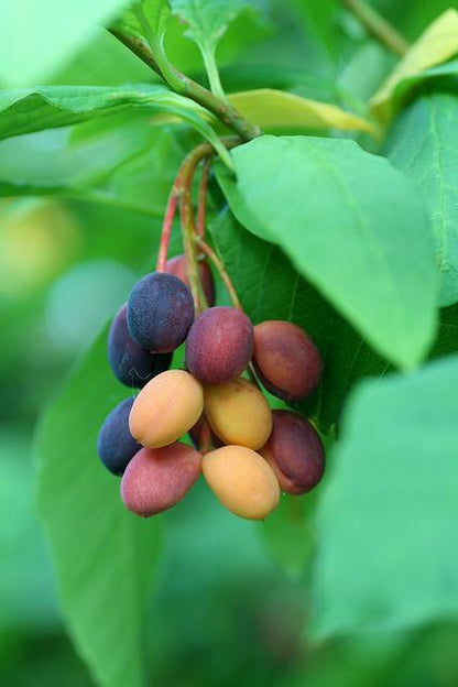 Indian Plum (Oemleria cerasiformis) - Oregon Plum / Oso Berry Fruit Shrub Seeds