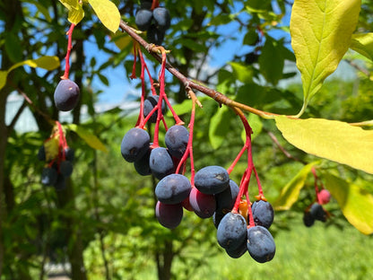 Indian Plum Oemleria Cerasiformis Oregon Plum Oso Berry Fruit Shrub Seeds heirloom non-gmo organic garden seeds