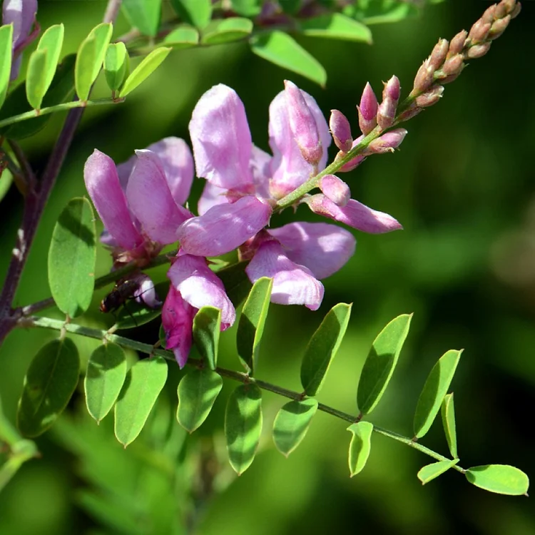 Indigo Indigofera Tinctoria Seeds heirloom non-gmo organic garden seeds