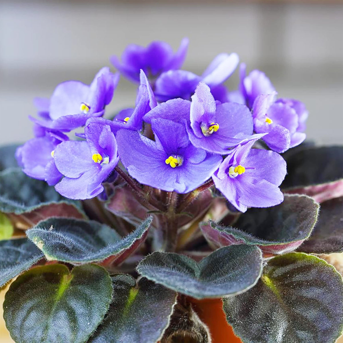 African Violet plants growing in pots indoors