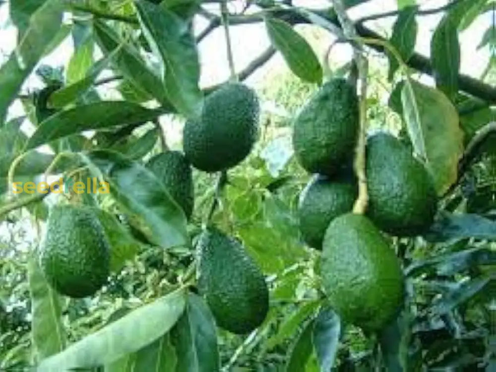 Green Avocado Seeds - Planting Seeds for Fresh Avocado Trees