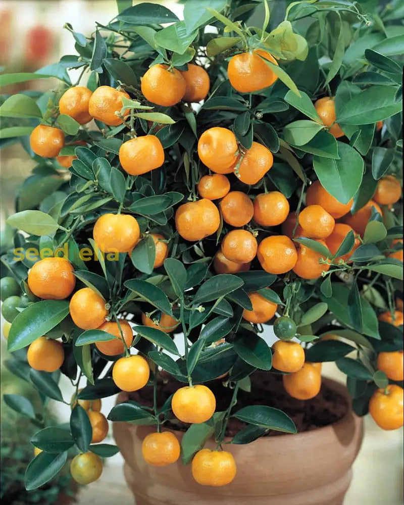 Miniature Orange Tree Seeds for Planting Grow Your Own Indoor Citrus
