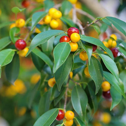 Weeping Fig (Ficus benjamina) Benjamin Indian Rubber Tree Houseplant Seeds