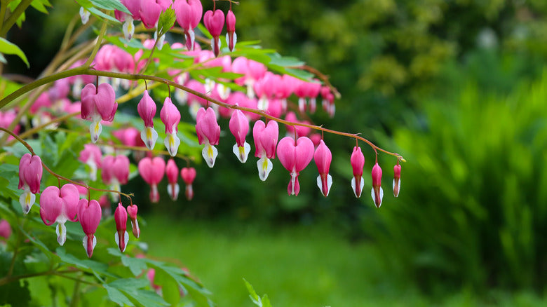 Fringed Bleeding Heart Flower Seeds