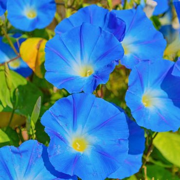 Blue Picotee Morning Glory Climbing Vine Seeds