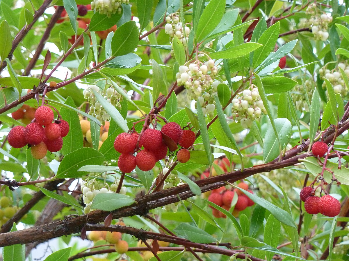 irish strawberry tree bonsai Strawberry Tree Arbutus Unedo – Edible Red Berry Tree – Irish Killarney Seeds Organic Garden Seeds – Pure Asia Seeds