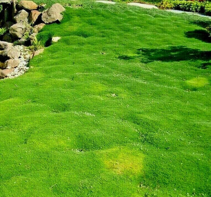 Semi di Erba di Muschio Irlandese per Giardino