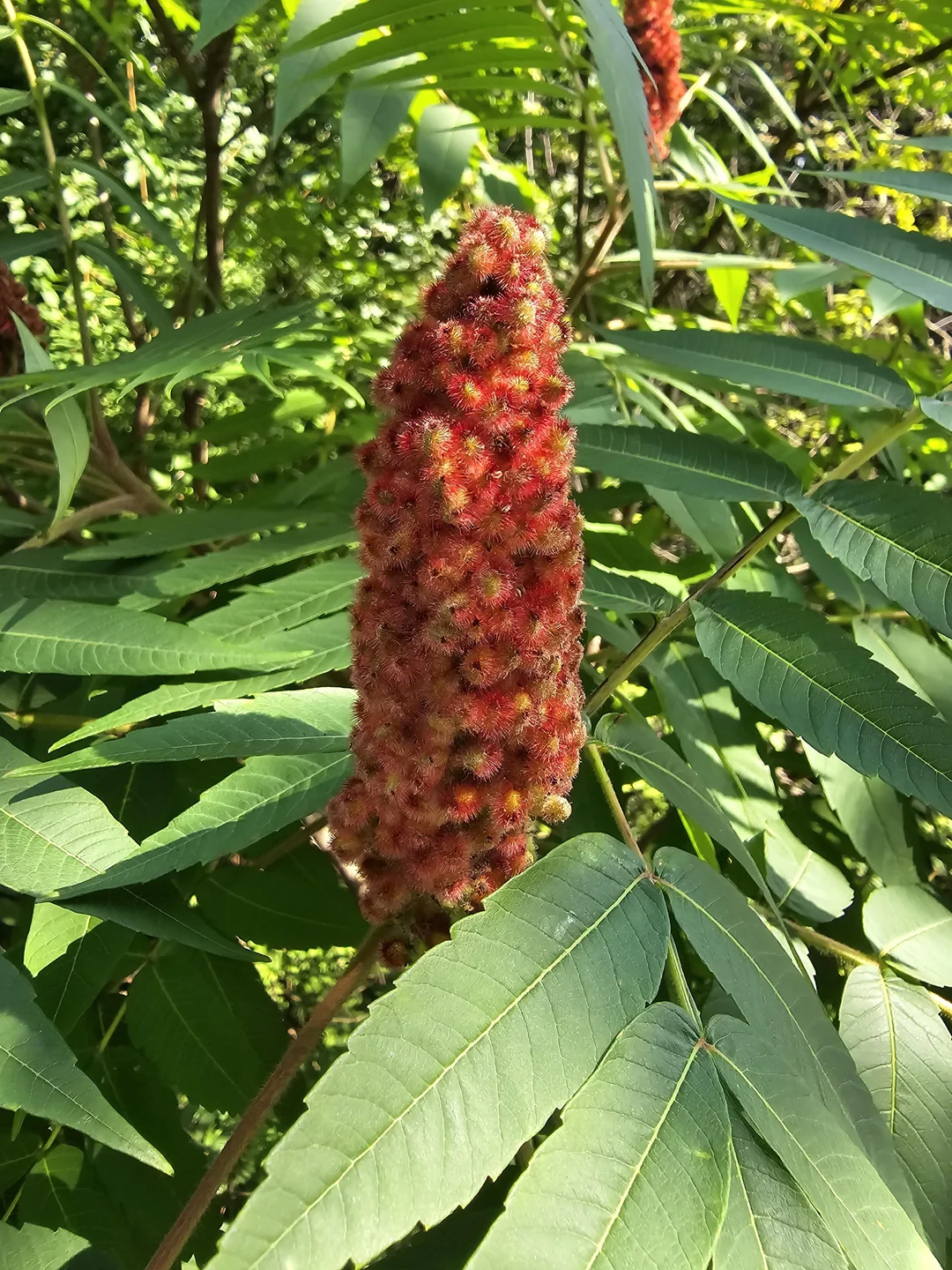 Staghorn Sumac Flower Seeds