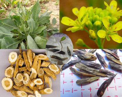 藍草（アイソティス・ティンクトリア）薬草染料植物の種子