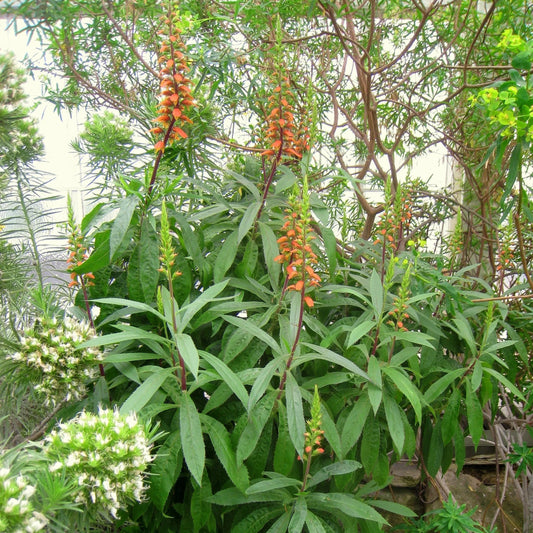 Isabelliana Flower seeds for Planting Colorful Display Heirloom & GMO Free Seeds for Home Garden