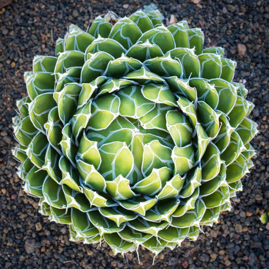 Green Victoria Agave Utahensis Flower seeds for Planting - Colorful Display, Heirloom & GMO Free Seeds for Home Garden