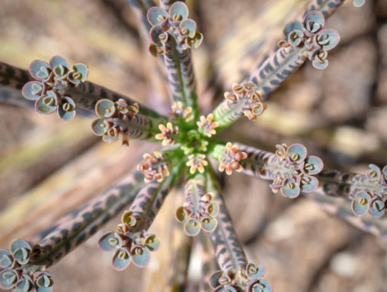 Rare Dark Blue Kalanchoe Flower Seeds