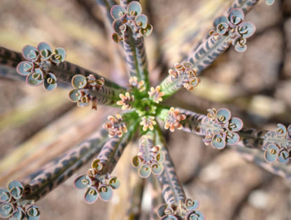 Rare Dark Blue Kalanchoe Flower Seeds