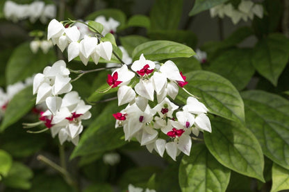Bleeding Heart Vine Flowers Seeds (Clerodendrum Thomsoniae)