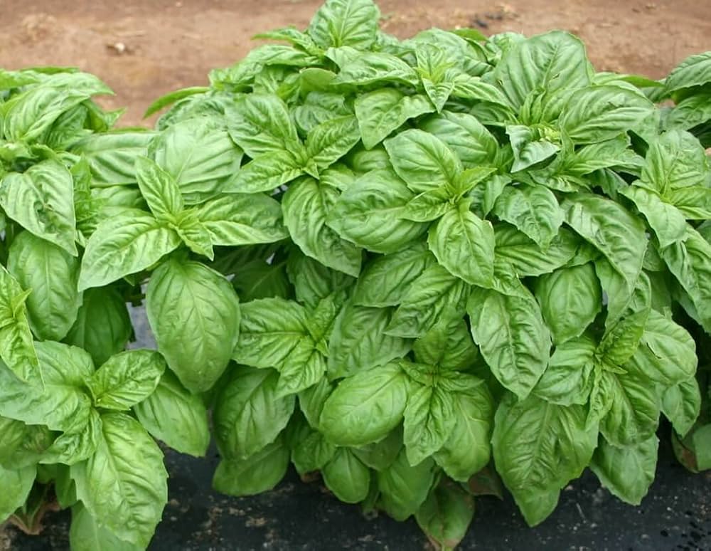 Italian Large Leaf Basil (Ocimum basilicum) Seeds