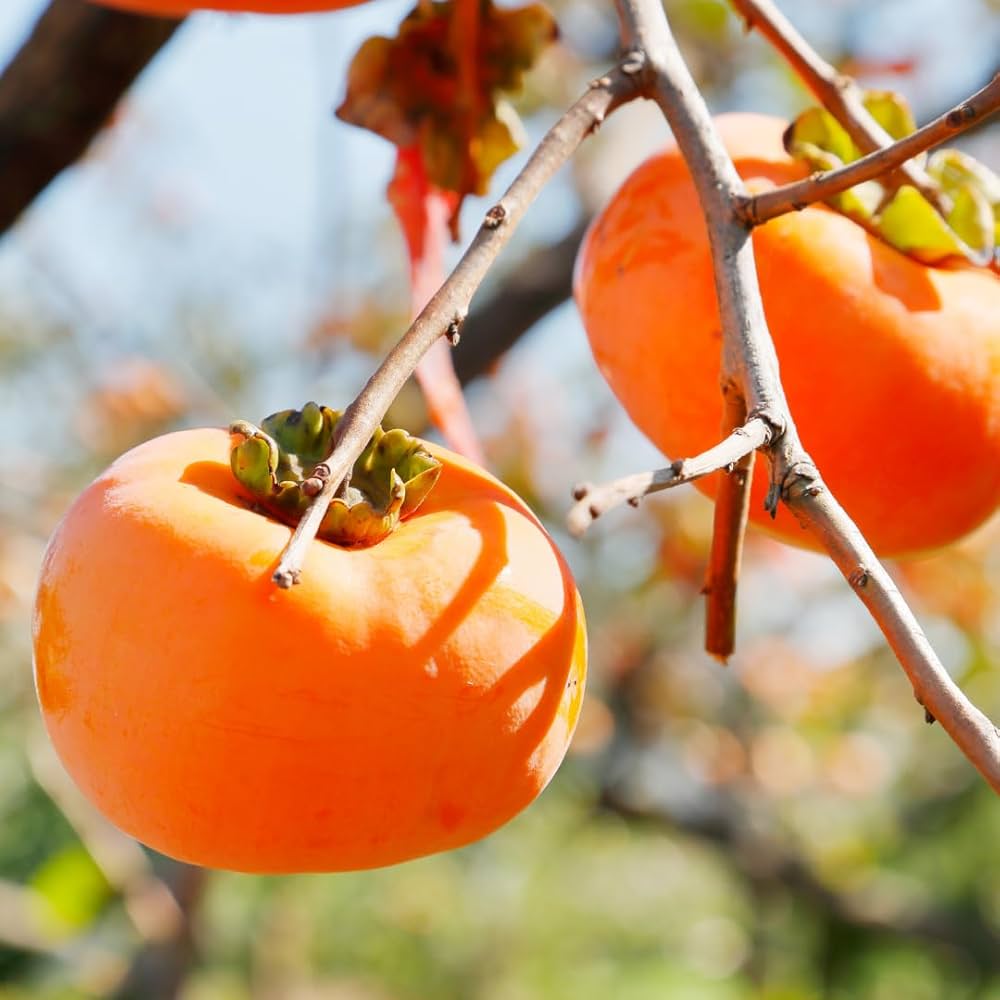 Japanese Persimmon Tree (Diospyros kaki) – Asian Persimmon, Orange-Red Fruit, Flower Seeds