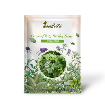 Giant of Italy Parsley Seeds (Petroselinum crispum)