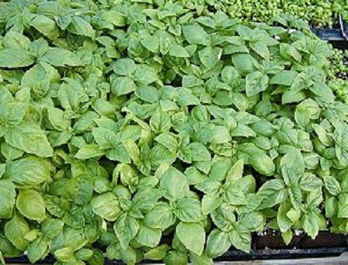 Italian Large Leaf Basil Ocimum Basilicum Herb Flower Seeds heirloom non-gmo organic garden seeds