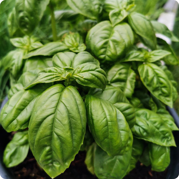Italian Large Leaf Basil Ocimum Basilicum Seeds heirloom non-gmo organic garden seeds