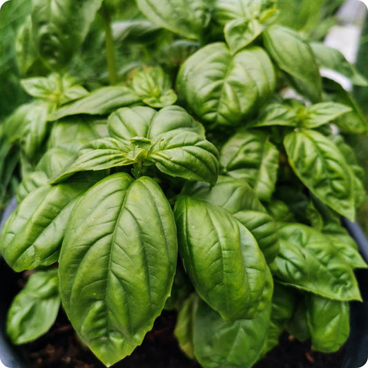 Italian Large Leaf Basil Ocimum Basilicum Seeds heirloom non-gmo organic garden seeds