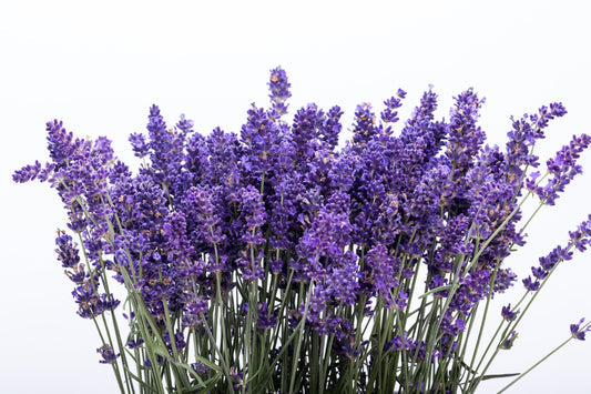 Italian Lavender Lavandula Angustifolia Lavender Blue Purple Fragrant Flower Herb Seeds heirloom non-gmo organic garden seeds