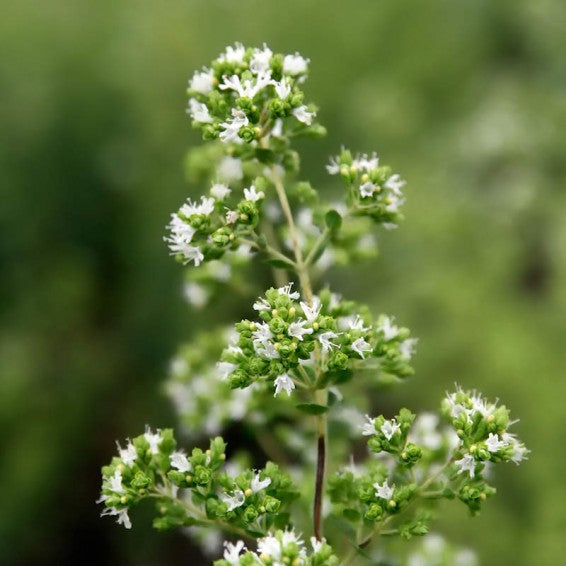 Greek Oregano (Origanum vulgare hirtum) - Italian/Winter Marjoram Herb Seeds