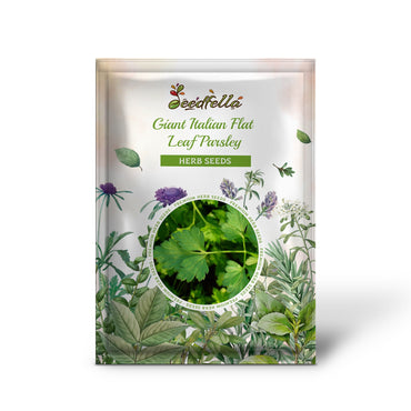 Giant Italian Flat Leaf Parsley (Petroselinum crispum var. Neapolitanum) Herb Vegetable Seeds