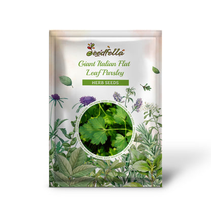 Giant Italian Flat Leaf Parsley (Petroselinum crispum var. Neapolitanum) Herb Vegetable Seeds