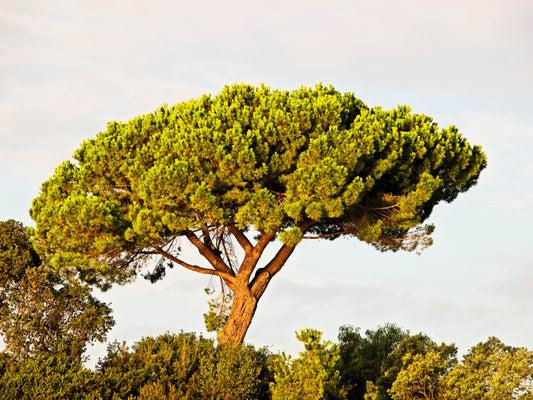 Pine Nut Italian Stone Pine Pinus Pinea Umbrella Tree Seeds heirloom non-gmo organic garden seeds