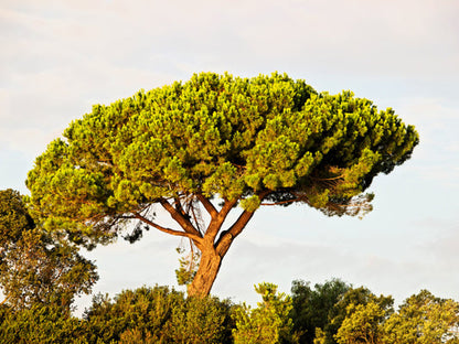 Pine Nut Italian Stone Pine Pinus Pinea Umbrella Tree Seeds heirloom non-gmo organic garden seeds