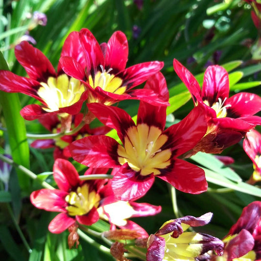 Red Harlequin Flower Seeds