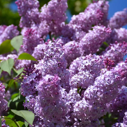 Lilac Flower Seeds