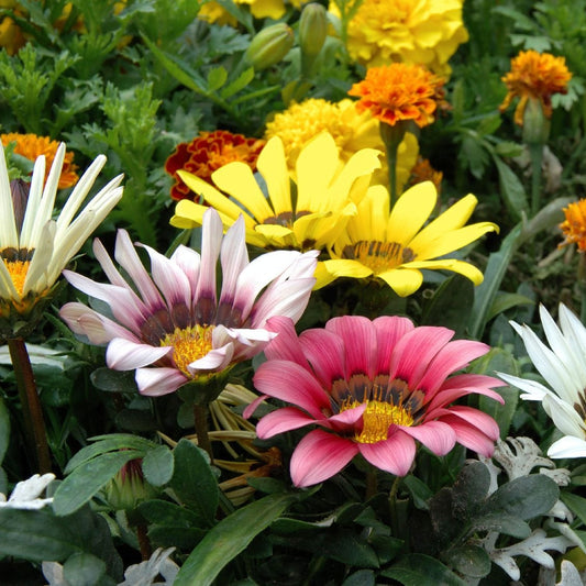 Gazania  Flower Seeds