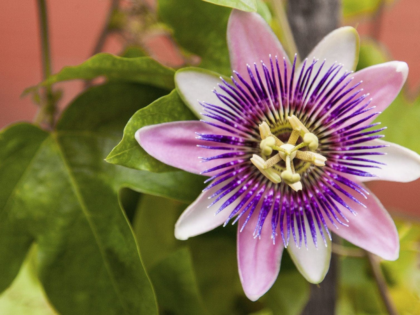 Semillas mixtas de pasiflora