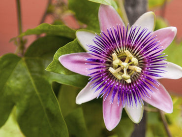 Passiflora Mixed Passion flower Seeds