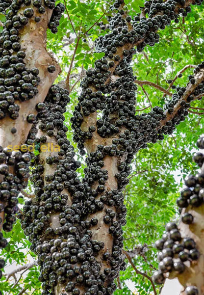 Black Myrciaria Cauliflora Seeds for Fruit Planting