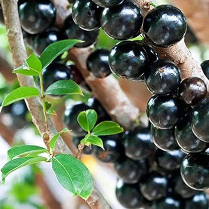 Edible Jabuticaba Black Fruit Seeds For Planting heirloom non-gmo organic garden seeds