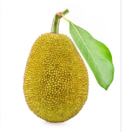 Yellowgreen Jackfruit Fruit Seeds Planting