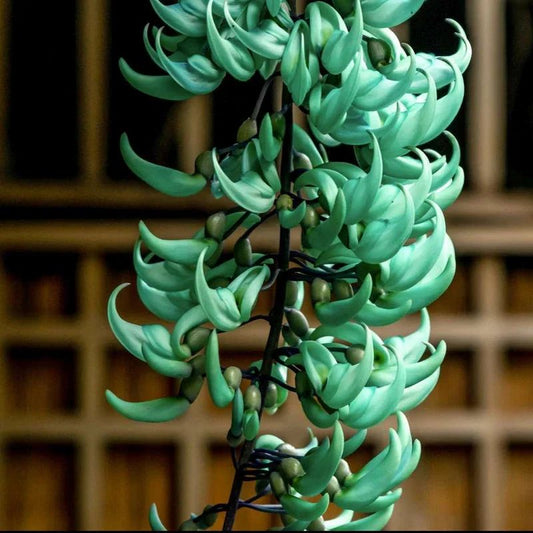 Jade Vine Flower Seeds