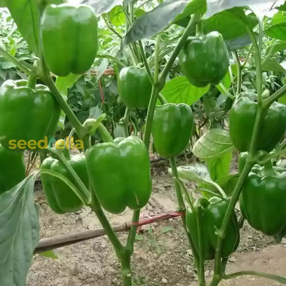 Pepper Vegetable Seeds For Planting heirloom non-gmo organic garden seeds