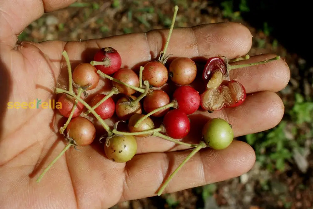Muntingia Fruit Seeds for Planting Grow Delicious Tropical Fruits in Your Garden