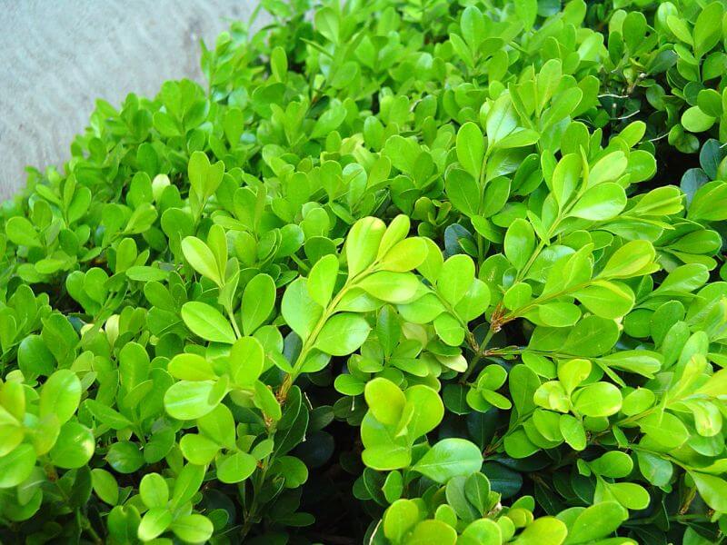 Japanese Boxwood Herb Seeds