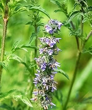 Japanese Catnip Herb (Schizonepeta tenuifolia) Purple Flower Seeds