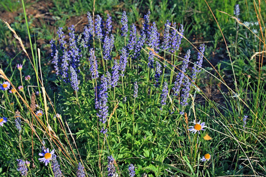 Japanese Catnip Herb Schizonepeta Tenuifolia Purple Flower Seeds heirloom non-gmo organic garden seeds