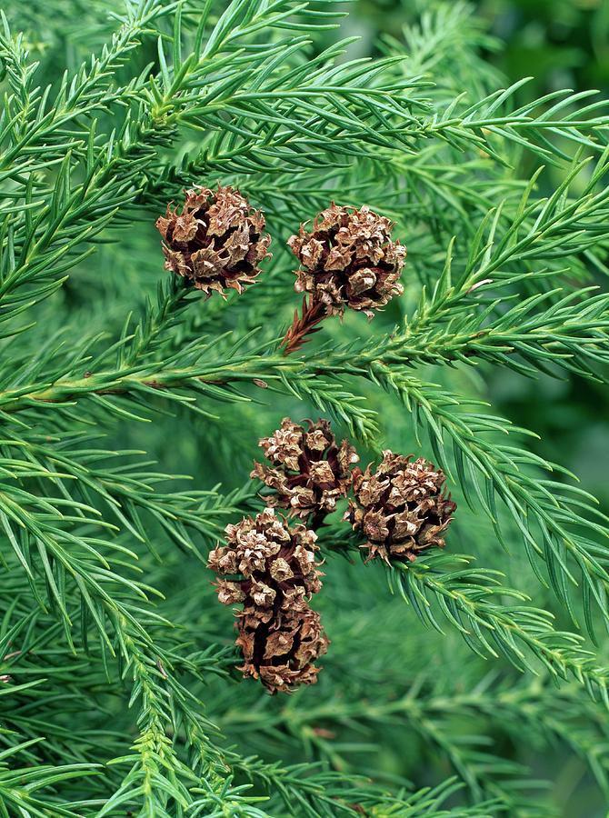 Cryptomeria Japonica (Japanese Cedar) Tree Seeds for Planting – Heirloom, Non-GMO, Drought-Tolerant